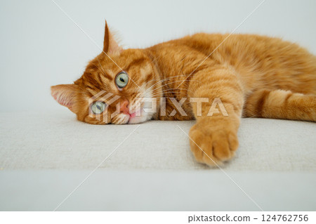 Cute orange cat lying on the sofa close up 124762756