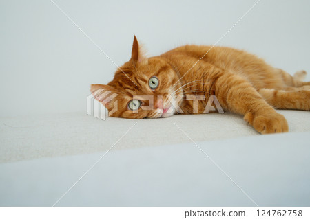 Orange cat lying on the sofa with white background and copy space Orange cat lying on the sofa with white background and copy space 124762758