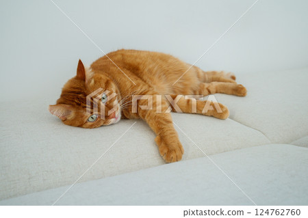 Orange cat lying on the sofa Orange cat lying on the sofa 124762760