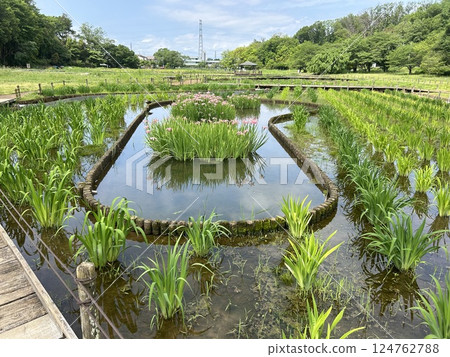 These pink irises are beginning to bloom in early May at Kitayama Park in Higashimurayama City, Tokyo. These pink irises are beginning to bloom in early May at Kitayama Park in Higashimurayama City, Tokyo. 124762788