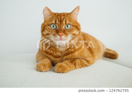 Adult orange cat sitting on the sofa and looking at camera 124762795