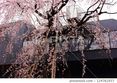 Weeping cherry blossoms blooming at a private home (1) Weeping cherry blossoms blooming at a private home (1) 124762857