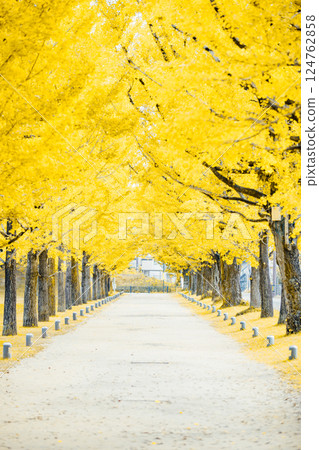 <Forest of Learning> Ginkgo Tree Tunnel 124762858