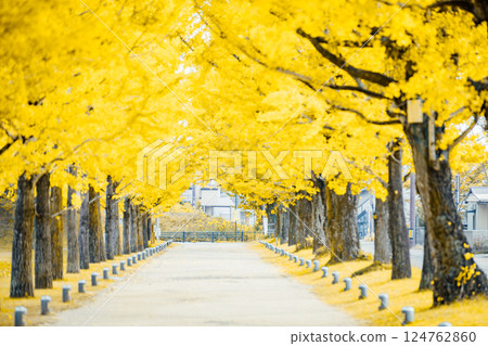 <學習之林>銀杏樹隧道 <學習之林>銀杏樹隧道 124762860