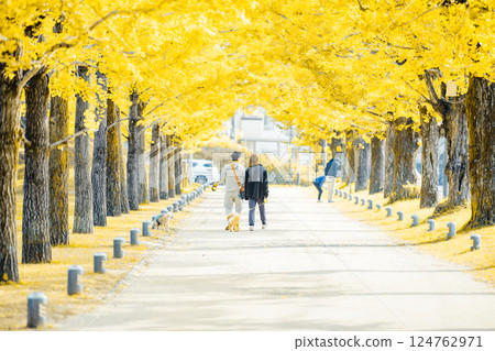 <Learning Forest> Spraying under the rows of ginkgo trees 124762971