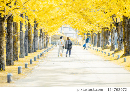 <Learning Forest> Spraying under the rows of ginkgo trees 124762972