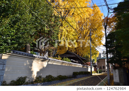 世田谷、大井澤、森願寺的銀杏葉泛黃 124762984