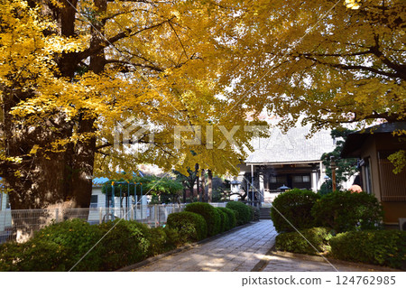 世田谷、大井澤、森願寺的銀杏葉泛黃 世田谷、大井澤、森願寺的銀杏葉泛黃 124762985