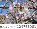盛開的櫻花在藍天中閃耀 124763061