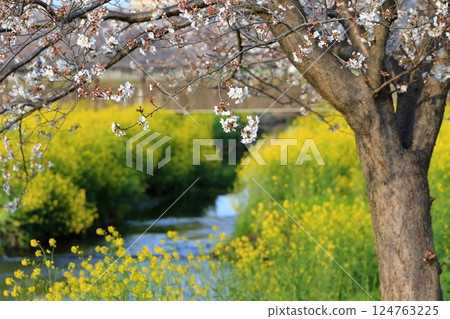 Cherry blossoms and rape blossoms (Kokubugawa, Matsudo City, Chiba Prefecture) Cherry blossoms and rape blossoms (Kokubugawa, Matsudo City, Chiba Prefecture) 124763225