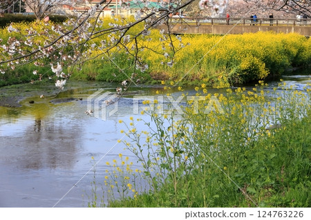 Cherry blossoms and rape blossoms (Kokubugawa, Matsudo City, Chiba Prefecture) Cherry blossoms and rape blossoms (Kokubugawa, Matsudo City, Chiba Prefecture) 124763226
