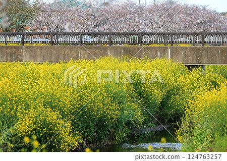 櫻花和油菜花（千葉縣松戶市國布川） 124763257