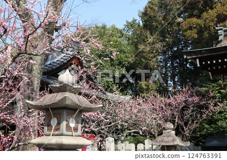 A spring day at Jonangu Shrine in Kyoto, where weeping plum blossoms are in full bloom 124763391