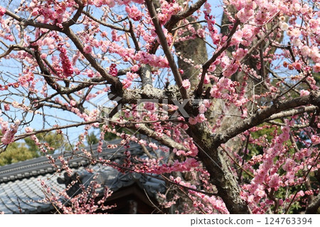 A spring day at Jonangu Shrine in Kyoto, where weeping plum blossoms are in full bloom 124763394