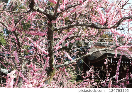 A spring day at Jonangu Shrine in Kyoto, where weeping plum blossoms are in full bloom 124763395