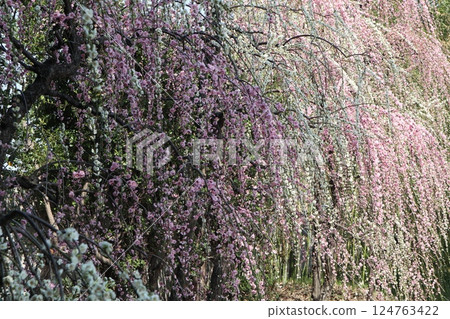 A spring day at Jonangu Shrine in Kyoto, where weeping plum blossoms are in full bloom 124763422