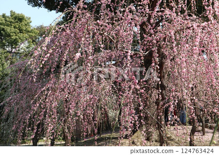 A spring day at Jonangu Shrine in Kyoto, where weeping plum blossoms are in full bloom A spring day at Jonangu Shrine in Kyoto, where weeping plum blossoms are in full bloom 124763424