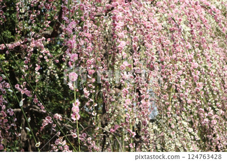 A spring day at Jonangu Shrine in Kyoto, where weeping plum blossoms are in full bloom A spring day at Jonangu Shrine in Kyoto, where weeping plum blossoms are in full bloom 124763428