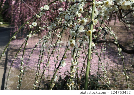 A spring day at Jonangu Shrine in Kyoto, where weeping plum blossoms are in full bloom A spring day at Jonangu Shrine in Kyoto, where weeping plum blossoms are in full bloom 124763432