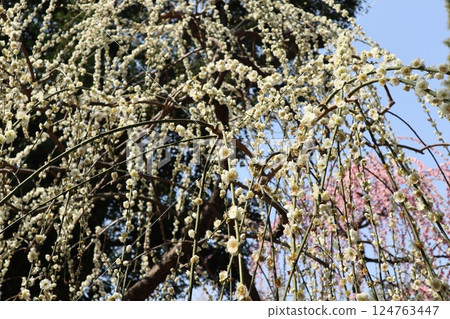 A spring day at Jonangu Shrine in Kyoto, where weeping plum blossoms are in full bloom A spring day at Jonangu Shrine in Kyoto, where weeping plum blossoms are in full bloom 124763447