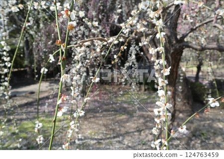 A spring day at Jonangu Shrine in Kyoto, where weeping plum blossoms are in full bloom A spring day at Jonangu Shrine in Kyoto, where weeping plum blossoms are in full bloom 124763459