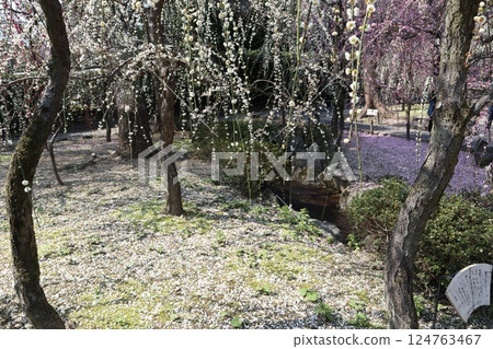 春日里的京都城南宮,垂枝梅盛開 春日里的京都城南宮,垂枝梅盛開 124763467