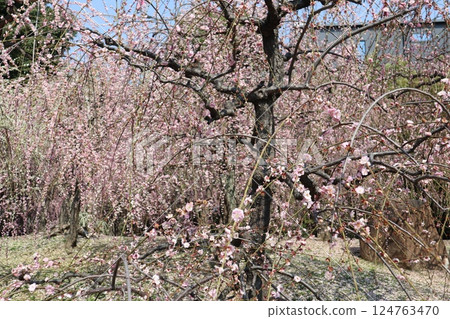 春日里的京都城南宮，垂枝梅盛開 124763470