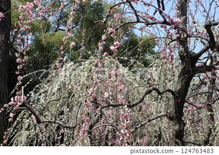春日里的京都城南宮，垂枝梅盛開 124763483