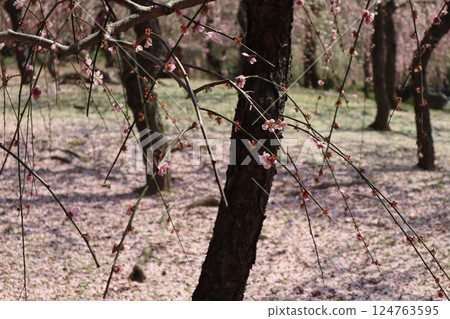 A spring day at Jonangu Shrine in Kyoto, where weeping plum blossoms are in full bloom A spring day at Jonangu Shrine in Kyoto, where weeping plum blossoms are in full bloom 124763595