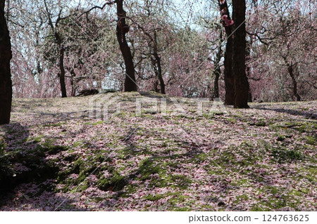 A spring day at Jonangu Shrine in Kyoto, where weeping plum blossoms are in full bloom A spring day at Jonangu Shrine in Kyoto, where weeping plum blossoms are in full bloom 124763625