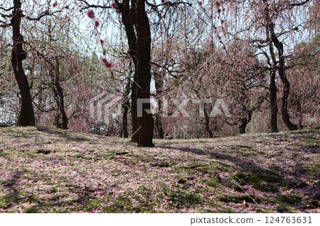A spring day at Jonangu Shrine in Kyoto, where weeping plum blossoms are in full bloom A spring day at Jonangu Shrine in Kyoto, where weeping plum blossoms are in full bloom 124763631