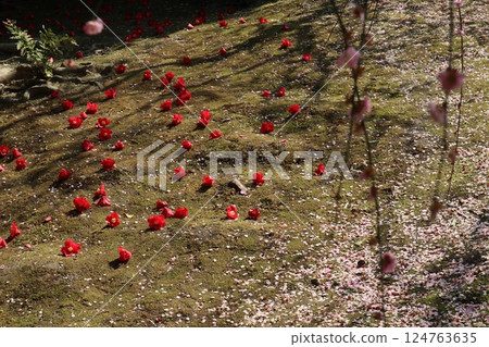 A spring day at Jonangu Shrine in Kyoto, where weeping plum blossoms are in full bloom 124763635