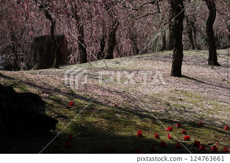A spring day at Jonangu Shrine in Kyoto, where weeping plum blossoms are in full bloom 124763661