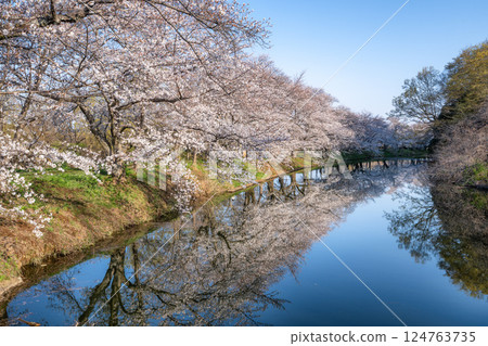 Fukuoka Weir with cherry blossoms in full bloom in Tsukubamirai City, Ibaraki Prefecture Fukuoka Weir with cherry blossoms in full bloom in Tsukubamirai City, Ibaraki Prefecture 124763735