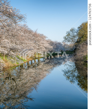 Fukuoka Weir with cherry blossoms in full bloom in Tsukubamirai City, Ibaraki Prefecture Fukuoka Weir with cherry blossoms in full bloom in Tsukubamirai City, Ibaraki Prefecture 124763736