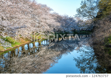 Fukuoka Weir with cherry blossoms in full bloom in Tsukubamirai City, Ibaraki Prefecture Fukuoka Weir with cherry blossoms in full bloom in Tsukubamirai City, Ibaraki Prefecture 124763737