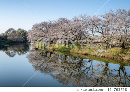 Fukuoka Weir with cherry blossoms in full bloom in Tsukubamirai City, Ibaraki Prefecture 124763738