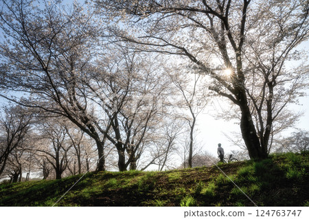 Fukuoka Weir with cherry blossoms in full bloom in Tsukubamirai City, Ibaraki Prefecture Fukuoka Weir with cherry blossoms in full bloom in Tsukubamirai City, Ibaraki Prefecture 124763747