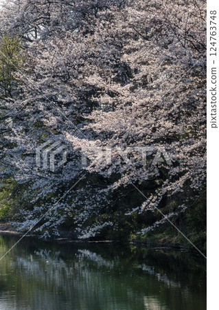 Fukuoka Weir with cherry blossoms in full bloom in Tsukubamirai City, Ibaraki Prefecture Fukuoka Weir with cherry blossoms in full bloom in Tsukubamirai City, Ibaraki Prefecture 124763748