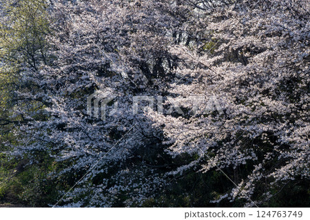 Fukuoka Weir with cherry blossoms in full bloom in Tsukubamirai City, Ibaraki Prefecture 124763749