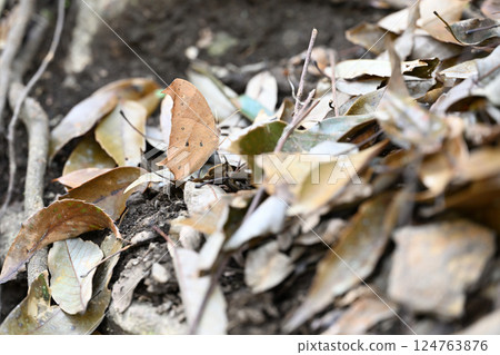 A black-and-white butterfly mimicking a fallen leaf 124763876