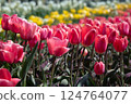 Vivid spring flower field (tulips) 124764077