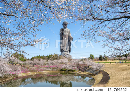 茨城縣阿見町的櫻花與牛久大佛 124764232