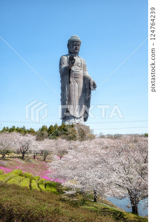 Cherry blossoms in full bloom and the Ushiku Buddha in Ami Town, Ibaraki Prefecture Cherry blossoms in full bloom and the Ushiku Buddha in Ami Town, Ibaraki Prefecture 124764239