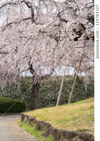垂枝櫻花搖曳① 垂枝櫻花搖曳① 124764327