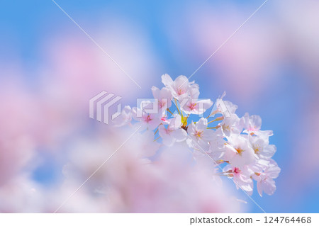 染井吉野背景素材 染井吉野背景素材 124764468