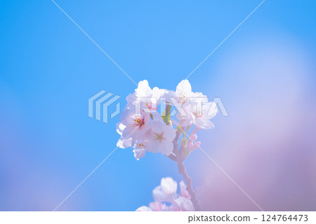 染井吉野背景素材 124764473