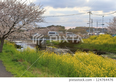 Cherry blossoms and rape blossoms (Kokubugawa, Matsudo City, Chiba Prefecture) Cherry blossoms and rape blossoms (Kokubugawa, Matsudo City, Chiba Prefecture) 124764476