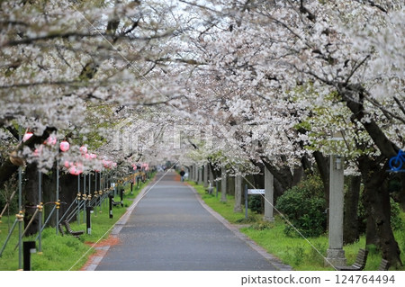 Cherry blossom trees at Tatsumi no Mori Park (Koto-ku, Tokyo) 124764494