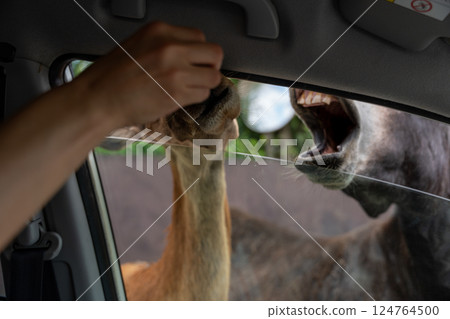 Animals at the Safari Park 124764500